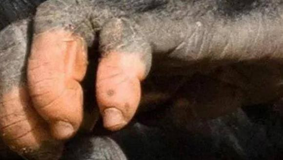 Hoa Ky da phat hien ra mot dot bien gen cua loai duoi uoi-Hinh-3