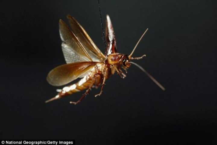 Biến đổi khí hậu giúp ‘đế chế’ gián ngày một hóa đáng sợ hơn - Hình 4 Bien doi khi hau giup ‘de che’ gian ngay mot hoa dang so hon-Hinh-4