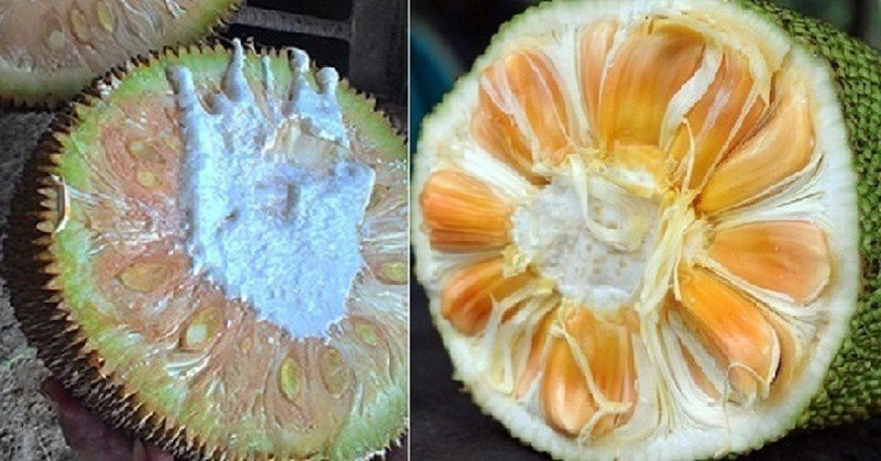 5 dấu hiệu chứng tỏ mít Thái già quả, ngọt thơm, không lo ngâm hóa chất 5 dau hieu chung to mit Thai gia qua, ngot thom, khong lo ngam hoa chat