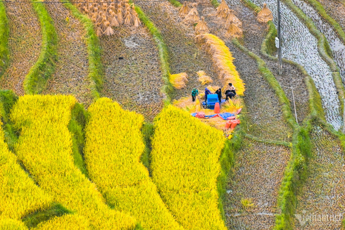 Không giống như ở Mù Cang Chải dịp tháng 9-10 khi lúa chín bà con không gặt sớm mà để lại thêm ít ngày để kinh doanh dịch vụ du lịch mà tại Hoàng Su Phì nhiều nông dân thời điểm này đã ra đồng thu hoạch. Tùy địa bàn mà lúa sẽ vàng dần trong vòng một tháng, cảnh sắc đẹp nhất thường rơi vào khoảng tuần thứ 2 của tháng 10.