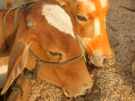 4 kẻ trộm bò ở Tây Bengal, Ấn Độ bị phạt thiêu sống đến chết.