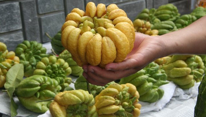 6 cay canh phong thuy mang lai tai loc, may man-Hinh-2