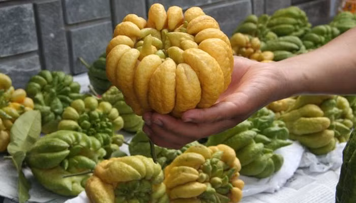 6 cay canh phong thuy mang lai tai loc, may man-Hinh-2