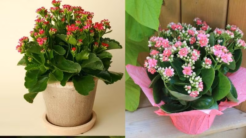 Hoa sống đời có nhiều hình dạng khác nhau, màu sắc đa dạng, lộng lẫy, ra hoa khỏe, thời gian ra hoa kéo dài, dễ chăm sóc, mang đến cho con người cảm giác bình yên và tĩnh lặng.