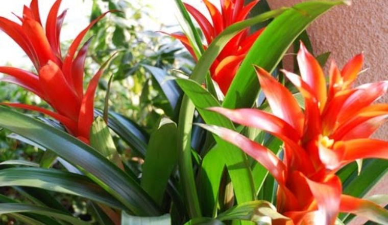 Theo người xưa, đây là loài hoa cát tường đầy phước lành. Với màu đỏ rực rỡ, dứa cảnh nến đỏ có ý nghĩa là sự may mắn liên tục và mọi việc diễn ra suôn sẻ. Loài hoa này có hình dáng độc đáo, dường như khi nở hoa sẽ mang đến sự may mắn và phúc lành.