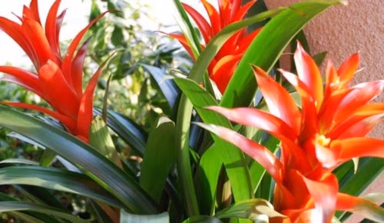 Theo người xưa, đây là loài hoa cát tường đầy phước lành. Với màu đỏ rực rỡ, dứa cảnh nến đỏ có ý nghĩa là sự may mắn liên tục và mọi việc diễn ra suôn sẻ. Loài hoa này có hình dáng độc đáo, dường như khi nở hoa sẽ mang đến sự may mắn và phúc lành.