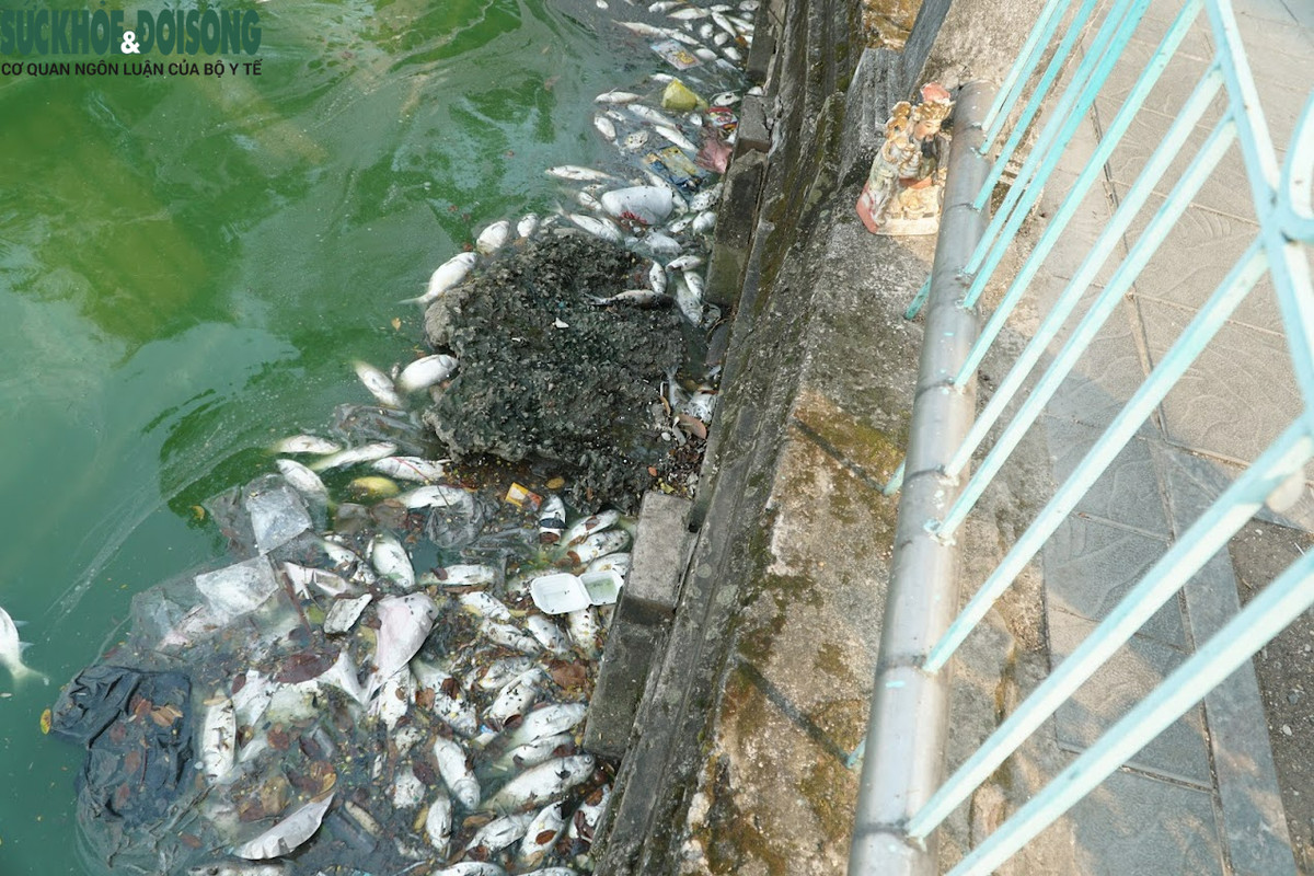 Ca ho Tay van chet hang loat du Ha Noi da co 'chi dao khan'-Hinh-5