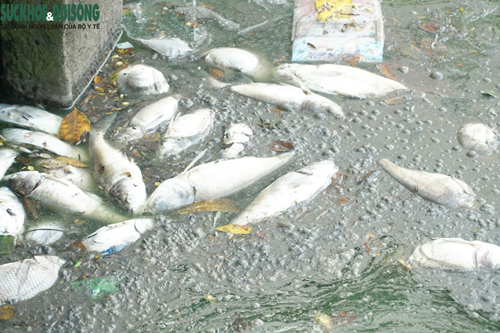 Ca ho Tay van chet hang loat du Ha Noi da co 'chi dao khan'-Hinh-3