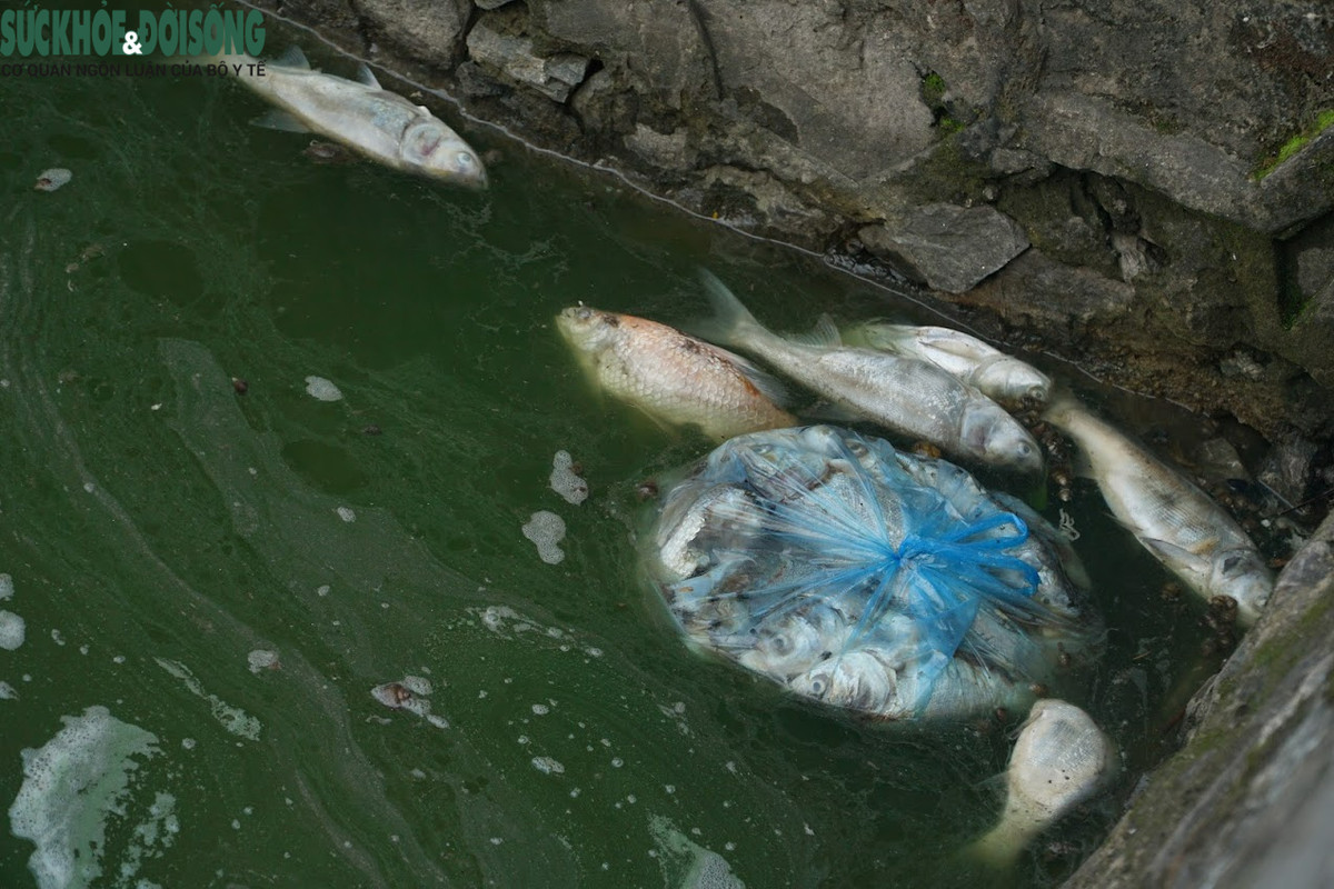 Ca ho Tay van chet hang loat du Ha Noi da co 'chi dao khan'-Hinh-9