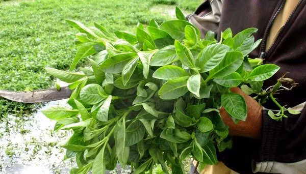 Trong rau rung tren dat phen, nong dan Tay Ninh khien ca lang phuc lan