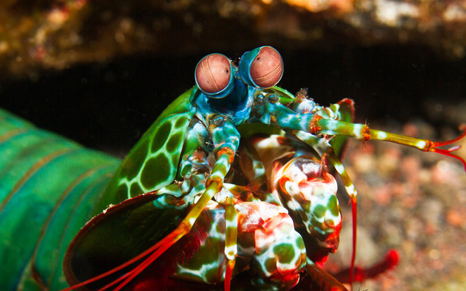 Chúng có thể nhìn thấy ánh sáng hồng ngoại, tia cực tím và ánh sáng phân cực nhờ vào đôi mắt hoạt động độc lập của mình. 