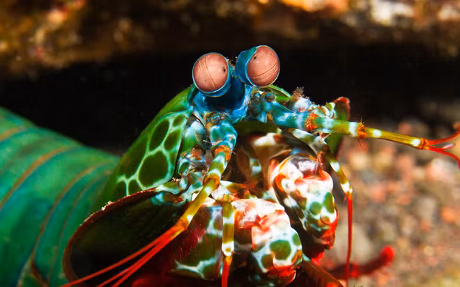 Chúng có thể nhìn thấy ánh sáng hồng ngoại, tia cực tím và ánh sáng phân cực nhờ vào đôi mắt hoạt động độc lập của mình. 