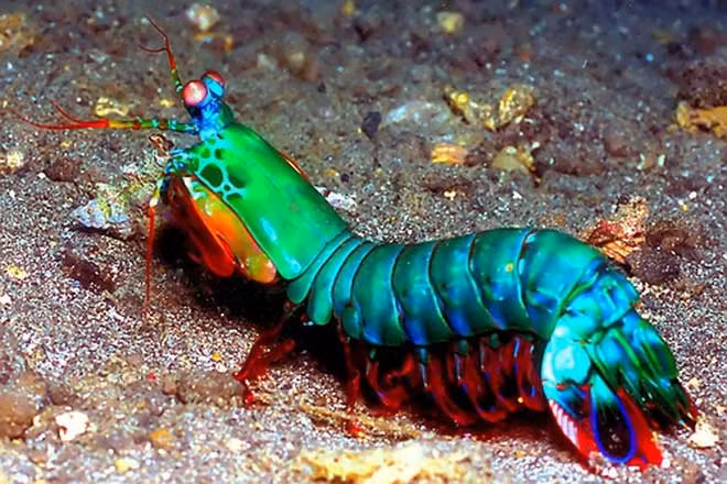  Đôi mắt của tôm bọ ngựa còn có khả năng phát hiện những màu sắc mà con người không thể thấy.