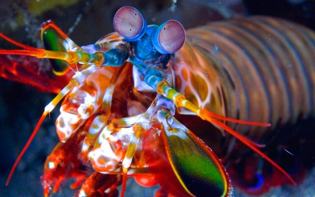  Một đặc điểm nổi bật khác của loài giáp xác này là đôi mắt nhô ra khỏi đầu và có thể di chuyển độc lập, cho phép chúng nhìn hai hướng khác nhau cùng lúc. 