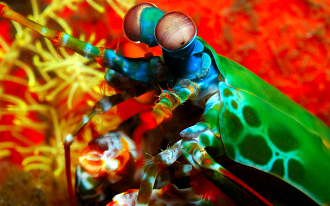 Thời gian của chúng chủ yếu được dành để săn bắt cua và các loài động vật thân mềm khác.