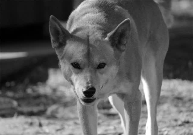 Trong 10 năm kháng chiến gian khổ, Nguyễn Xí cùng đàn chó của mình tham gia nhiều trận đánh quan trọng như cuộc vây hãm thành Đông Quan, hạ thành Xương Giang, hay như chiến dịch tiêu diệt và bắt sống gần 10 vạn quân Minh sang tăng viện tại Chi Lăng năm 1427...