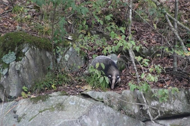 Loài lửng lợn hiện nằm trong Sách đỏ IUCN, thuộc danh sách các loài Sắp bị đe dọa. Số lượng lửng lợn ở Việt Nam nói riêng và thế giới nói chung bị suy giảm nghiêm trọng trong thời gian qua vì nạn săn bắt trộm.