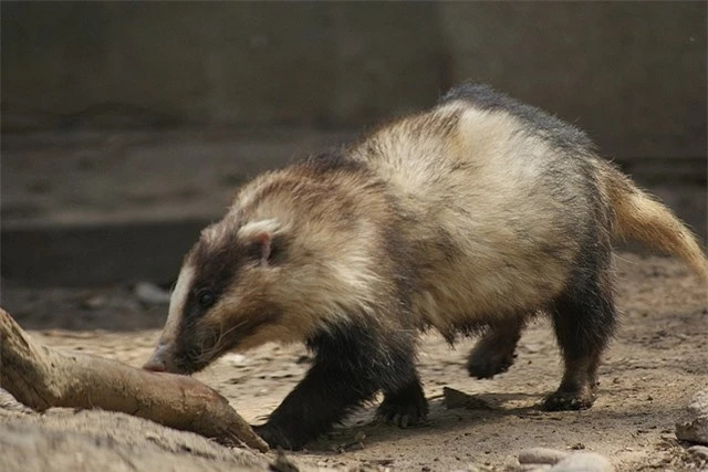 Một con lửng lợn trưởng thành có kích thước tương đối với chiều dài đầu khoảng 65 – 104 cm, đuôi dài 12 – 17 cm, trọng lượng 7 – 14 kg. Đúng như cái tên loài này nhìn rất mập mạp, mũm mĩm.