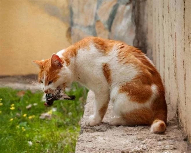 Tại sao xác chim sẻ hiếm khi được tìm thấy? ảnh 2 Tại sao xác chim sẻ hiếm khi được tìm thấy? ảnh 2