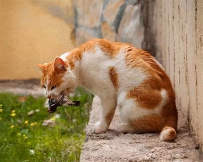 Tại sao xác chim sẻ hiếm khi được tìm thấy? ảnh 2