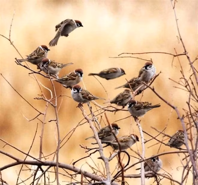 Tại sao xác chim sẻ hiếm khi được tìm thấy? ảnh 3