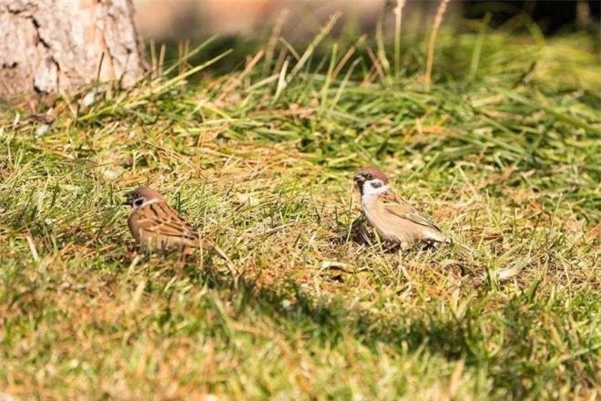 Tại sao xác chim sẻ hiếm khi được tìm thấy? ảnh 5 Tại sao xác chim sẻ hiếm khi được tìm thấy? ảnh 5