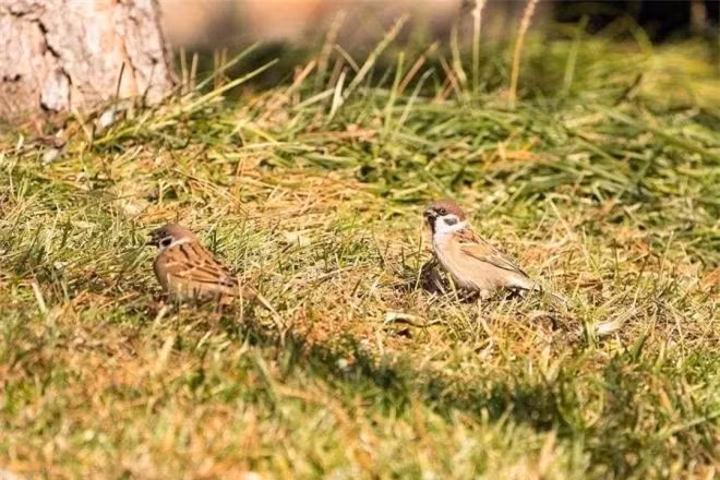 Tại sao xác chim sẻ hiếm khi được tìm thấy? ảnh 5