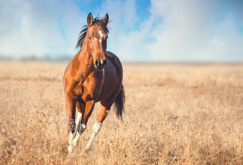 Cuối cùng, không thể không nhắc đến niềm hạnh phúc cá nhân sẽ đến gấp đôi cho tuổi Ngọ trong khoảng thời gian này. Tình yêu và niềm vui sẽ được củng cố và tái sinh từ những nỗ lực không mệt mỏi, chứng minh rằng sau mọi sóng gió, bình minh luôn vỡ òa. Hãy chuẩn bị đón nhận một tháng 9 nhiều niềm vui, sự nghiệp thăng hoa và túi tiền dồi dào nhé tuổi Ngọ!