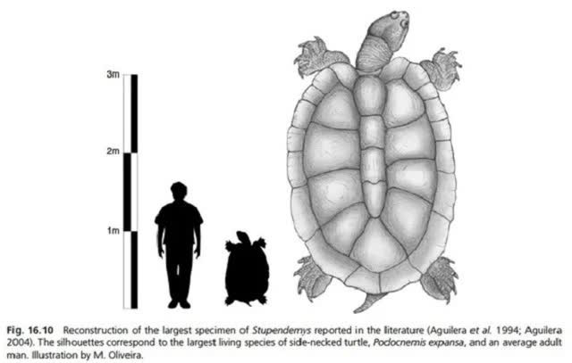 Thần thú khổng lồ trong Tây Du Ký hóa ra có thật ngoài đời - Hình 3 Than thu khong lo trong Tay Du Ky hoa ra co that ngoai doi-Hinh-3