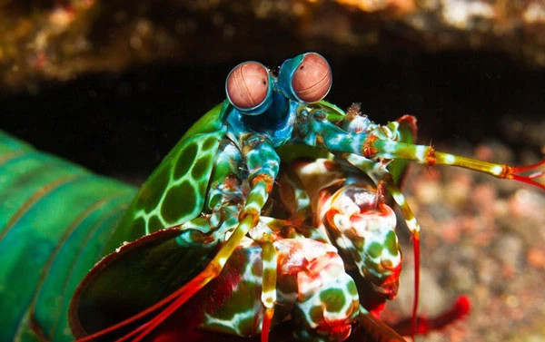  Tôm bọ ngựa không chỉ tấn công con mồi mà còn bảo vệ hang của mình khỏi những kẻ xâm nhập. 