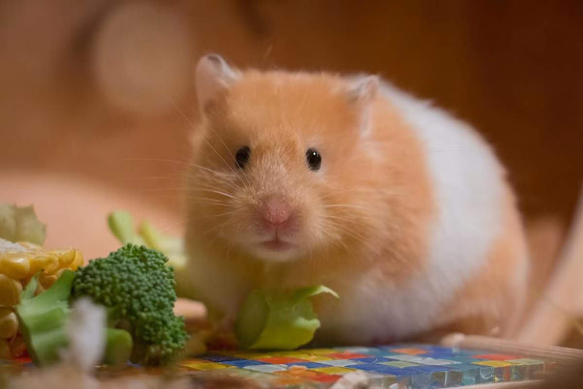  Nếu không có những thành tựu nhỏ thì làm sao có thể kết hôn được. người họ yêu? Chỉ cần có sự nghiệp thành công và ví tiền đầy đủ, họ đương nhiên sẽ ưu tiên kết hôn và sống một cuộc sống hạnh phúc.