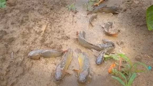 Giat minh loai ca 'di bo' xep hang tren nui voi va di chuyen-Hinh-5