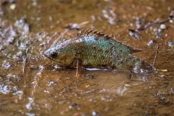 Giat minh loai ca 'di bo' xep hang tren nui voi va di chuyen-Hinh-4