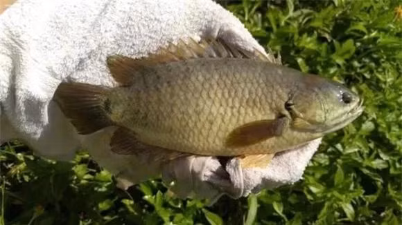 Giat minh loai ca 'di bo' xep hang tren nui voi va di chuyen-Hinh-7