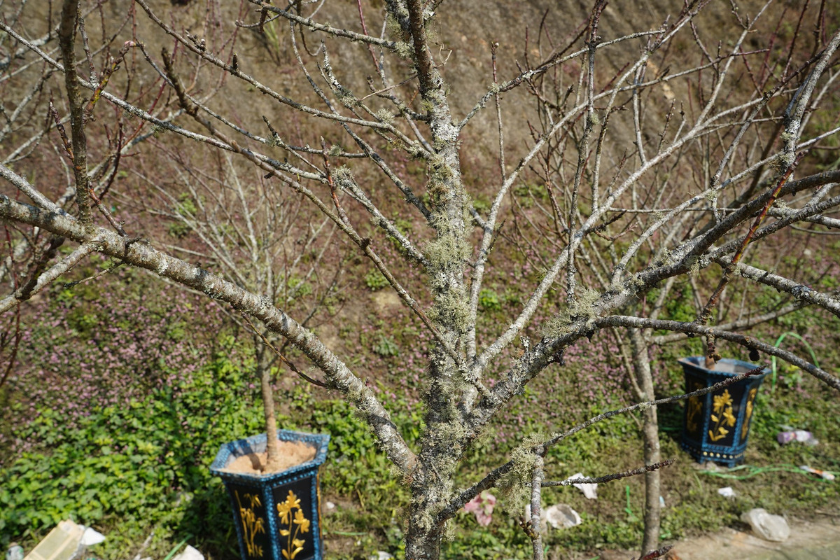 Đào có tuổi đời càng cao càng được giá. Với những cây đào trên dưới 20 năm tuổi sẽ có giá từ vài chục, thậm chí cả trăm triệu đồng. Trong ảnh: Đào được giữ nguyên gốc, có tuổi từ 4, 5 năm, giá từ 4-6 triệu đồng/chậu.