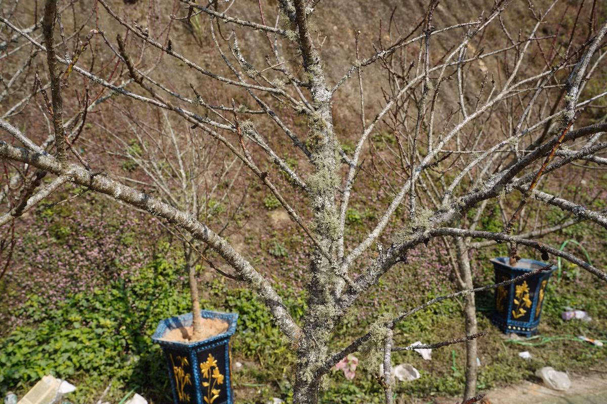 Đào có tuổi đời càng cao càng được giá. Với những cây đào trên dưới 20 năm tuổi sẽ có giá từ vài chục, thậm chí cả trăm triệu đồng. Trong ảnh: Đào được giữ nguyên gốc, có tuổi từ 4, 5 năm, giá từ 4-6 triệu đồng/chậu.