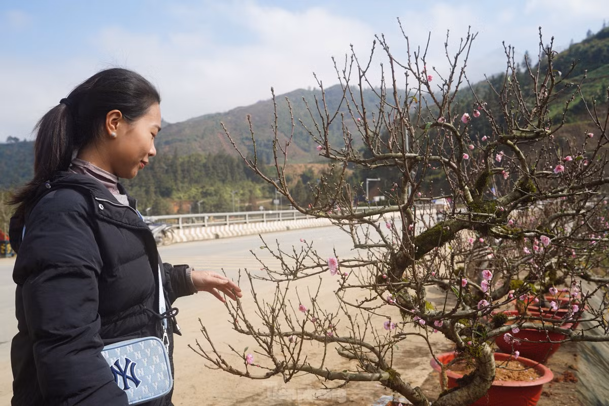 Chị Cù Thị Xuân - người bán đào - cho biết, đào cổ cuốn rêu được nhập từ nhiều nhà vườn tại các xã Trung Chải, Tả Phìn, Ngũ Chỉ Sơn, Mường Hoa và phường Ô Quý Hồ, Hàm Rồng (thị xã Sa Pa). Hợp khí hậu mát mẻ trên vùng cao, nên đào nở đẹp, cánh hoa dày, nụ hoa to hơn so với những loại đào khác.