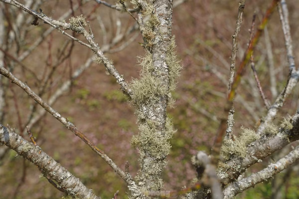 Rêu, mốc tự nhiên trên thân cây càng nhiều, càng chứng tỏ cây có tuổi đời càng dài. 
