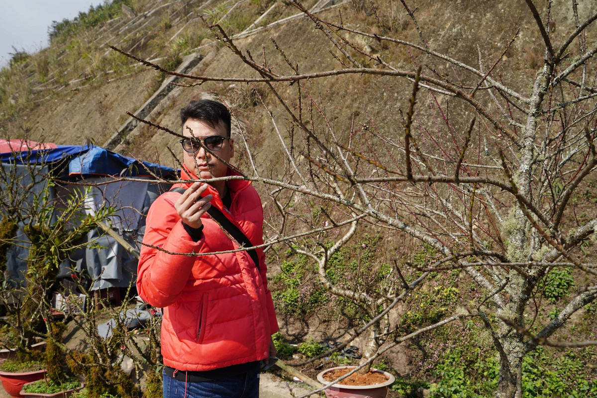 Anh Nguyễn Viết Hồng - khách xem đào - cho biết, anh lựa chọn đào Sa Pa vì thích vẻ rêu mốc tự nhiên. Ngoài ra, đào được lựa chọn phải phù hợp kích thước bày trí. Cành đào ngắn, chi chít nụ và hoa nở to đúng dịp Tết cũng là tiêu chí để anh lựa chọn.