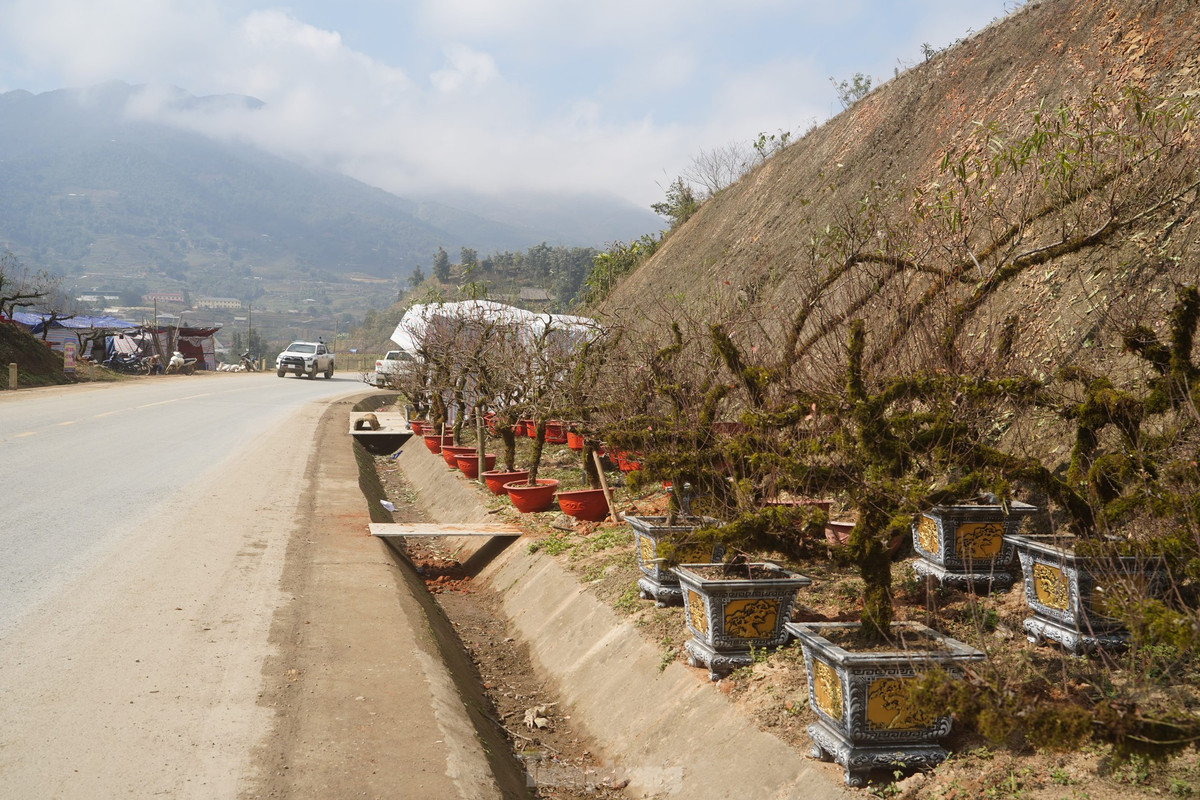 Trên quốc lộ 4D địa phận thị xã Sa Pa (Lào Cai) đã xuất hiện nhiều điểm bán đào dáng cổ thụ, gốc phủ đầy rêu mốc, xù xì.