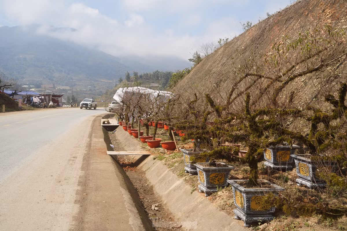 Trên quốc lộ 4D địa phận thị xã Sa Pa (Lào Cai) đã xuất hiện nhiều điểm bán đào dáng cổ thụ, gốc phủ đầy rêu mốc, xù xì.