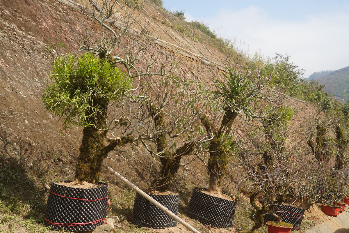 Theo những tiểu thương, do ảnh hưởng của bão Yagi đến một số làng trồng đào, nên đào Sa Pa năm nay giá cao hơn so với năm ngoái. Tùy vào thế cây, kích thước, đào cổ được bán với giá từ vài triệu đến cả chục triệu đồng. Khách có thể mua hoặc thuê theo năm.