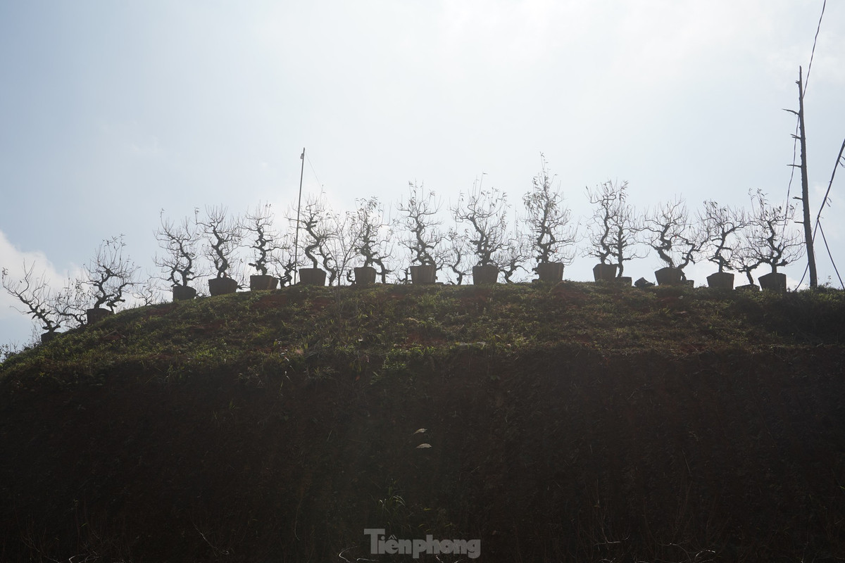 Đào được bày quanh khoảng đồi ở hai bên đường.