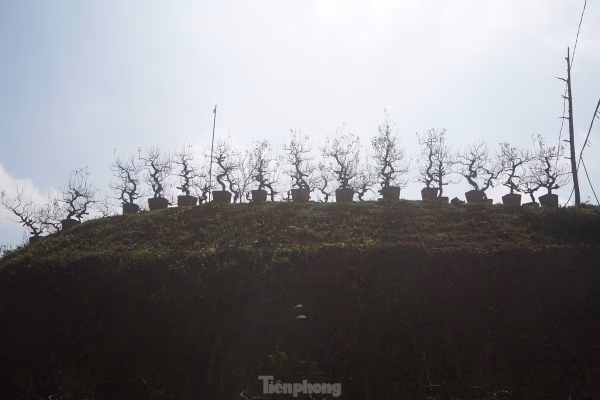 Đào được bày quanh khoảng đồi ở hai bên đường.