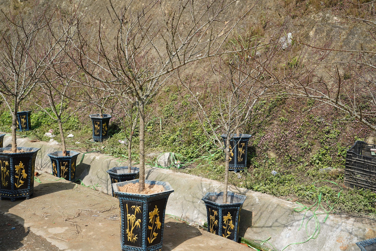 Ngoài ra, tại chợ đào Sa Pa cũng được bày bán nhiều cây đào đá Sa Pa. Đào đặc trưng của vùng núi Tây Bắc, với rêu mọc tự nhiên. Thường với loại đào này, tập trung nhiều nhất tại đây vào khoảng mùng 10 tháng chạp. Sỡ dĩ, đào đá xuống muộn hơn vì loại đào này thường chơi theo cành, để lại gốc. Khi cành xuống quá sớm sẽ dễ bị khô, hoa khó nở.