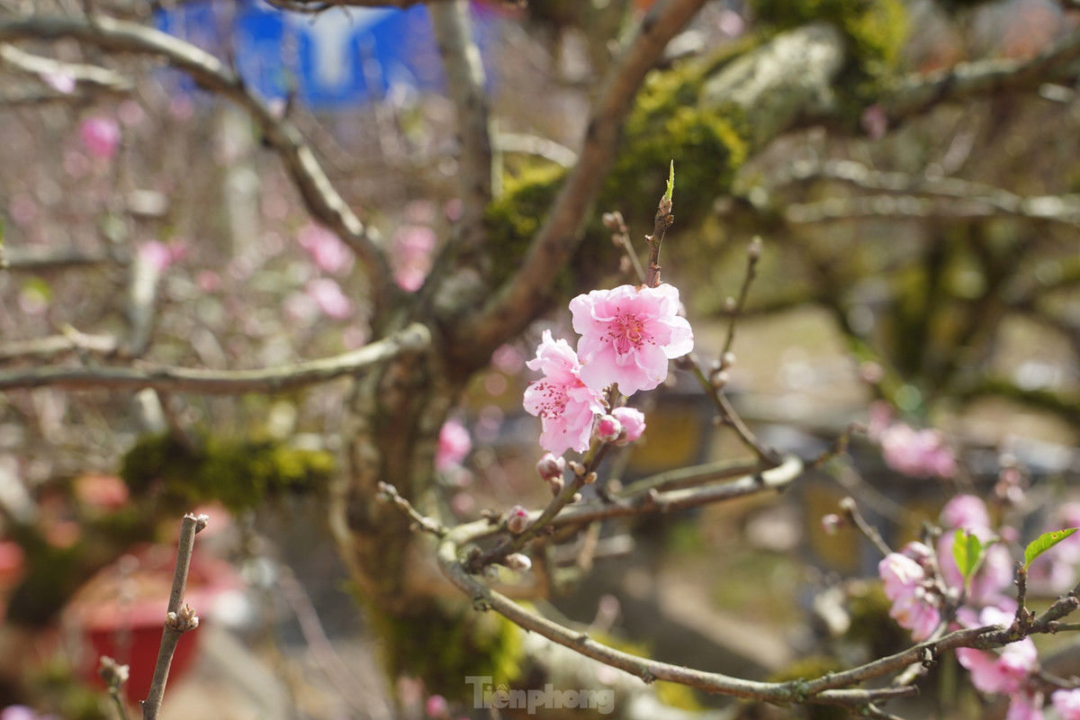 Nhờ sử dụng biện pháp kỹ thuật, đào nở ra những bông hoa cánh kép, bông to, cánh dày, nhiều cánh, màu hồng nhạt, độ bền hoa trên cành có thể lên đến 10 ngày. Khách hàng quen thuộc với vẻ đẹp của những gốc đào cổ cuốn rêu Sa Pa thường đặt cây từ sớm. Đến thời điểm này, nhiều cây đã có người chọn và đánh số sẵn, chờ chuyển xuống cho khách vào những ngày cận Tết.