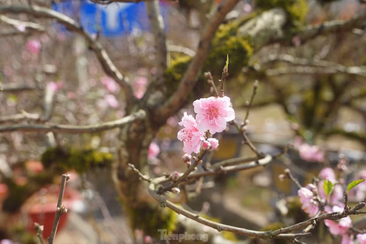 Nhờ sử dụng biện pháp kỹ thuật, đào nở ra những bông hoa cánh kép, bông to, cánh dày, nhiều cánh, màu hồng nhạt, độ bền hoa trên cành có thể lên đến 10 ngày. Khách hàng quen thuộc với vẻ đẹp của những gốc đào cổ cuốn rêu Sa Pa thường đặt cây từ sớm. Đến thời điểm này, nhiều cây đã có người chọn và đánh số sẵn, chờ chuyển xuống cho khách vào những ngày cận Tết.
