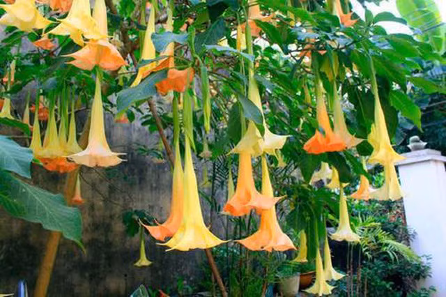 An hoa chuong, 3 nguoi hon me, bac si tiet lo ly do ai cung phai can trong