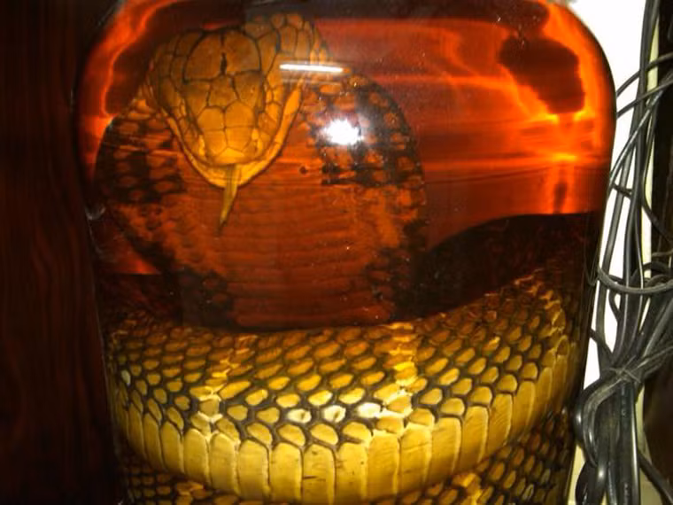 Rượu rắn. Rượu rắn xuất hiện tại Trung Quốc hơn 1.000 trước. Loại đồ uống này cũng phổ biến tại nhiều nước tại Đông Nam Á. Nó được tin rằng có khả năng trị đau nhức, tăng độ dẻo dai trong sinh hoạt giường chiếu.