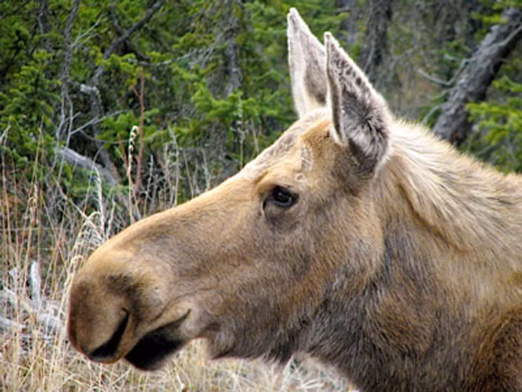 Mũi nai sừng nấu đông được thưởng thức chủ yếu bởi người dân sinh sống tại miền bắc nước Mỹ.